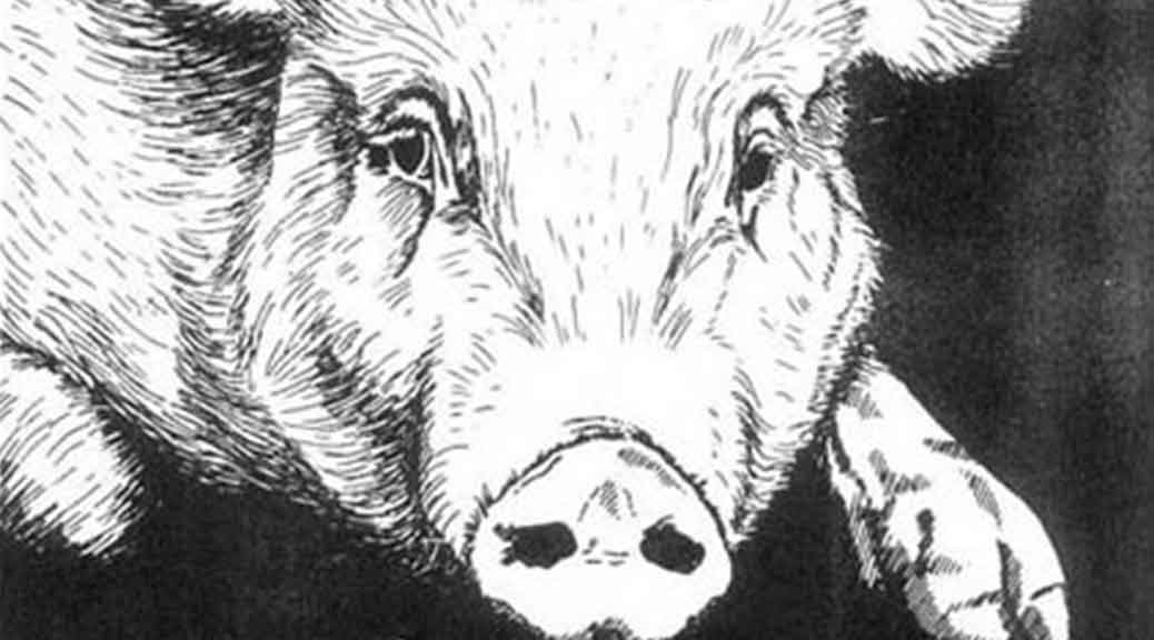 NFU Insight, Pig Cartoon